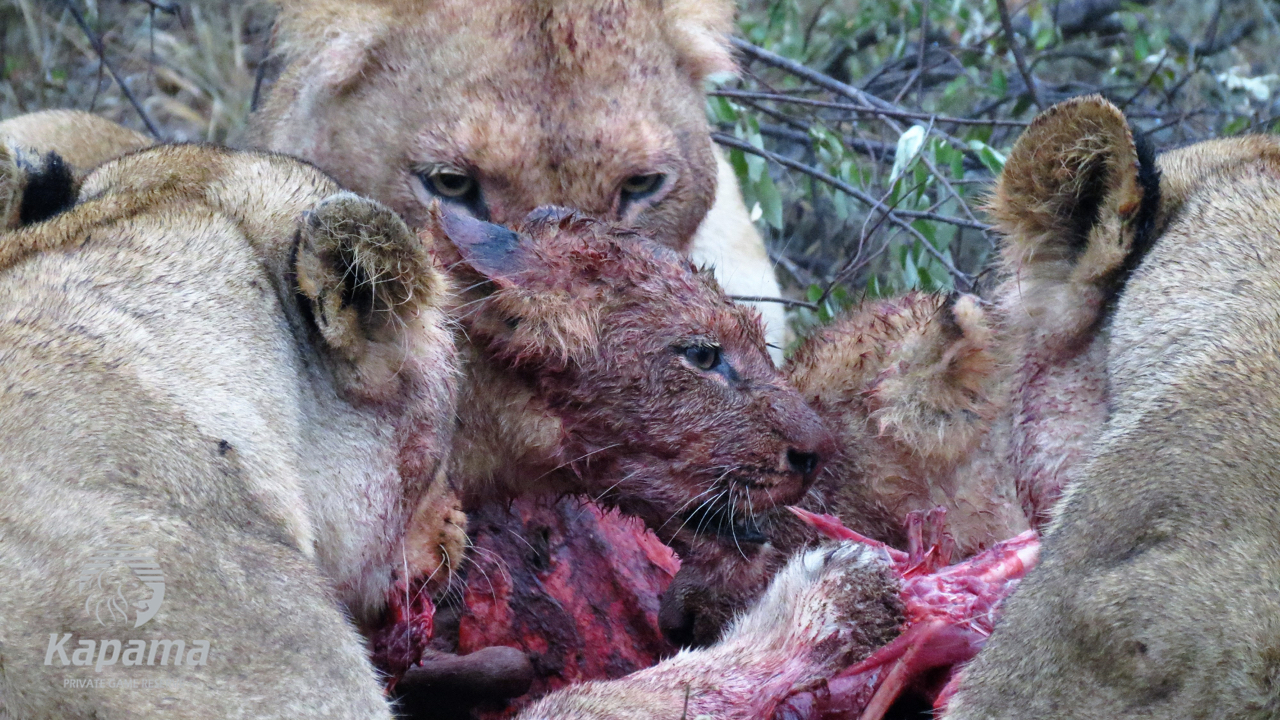 Kapama feeding lions