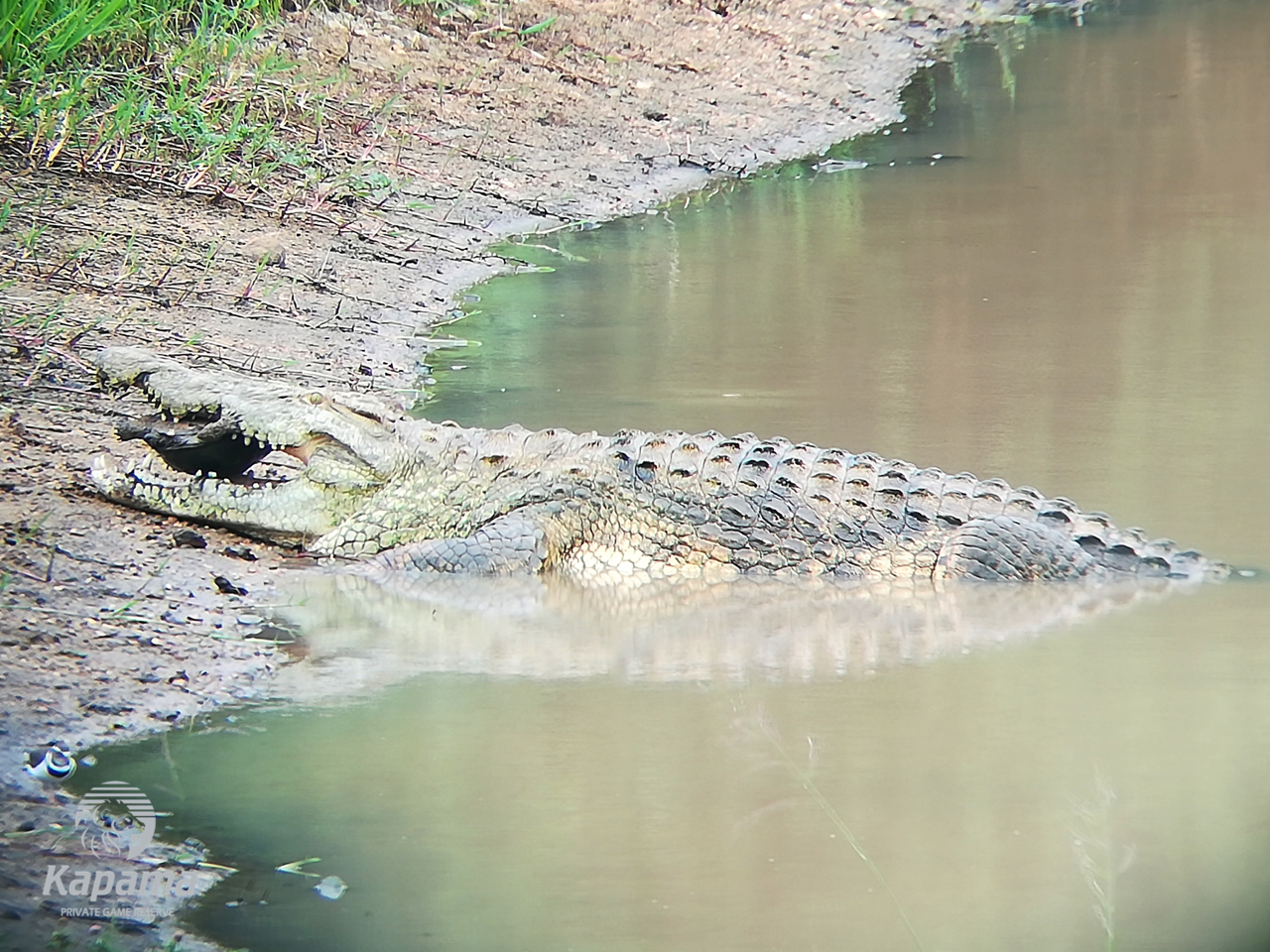 crocodile kapama