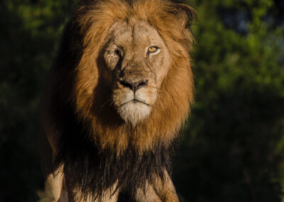 Kapama Lion King