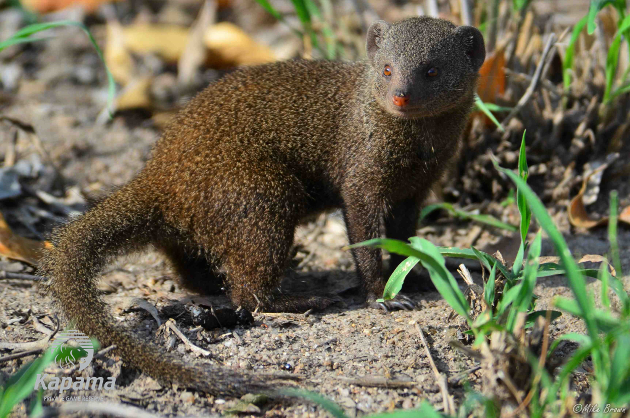 Kapama dwarf mongoose