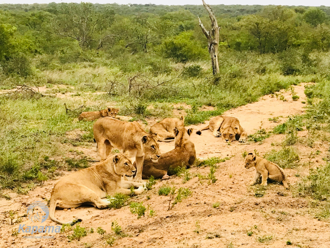 Kapama lions