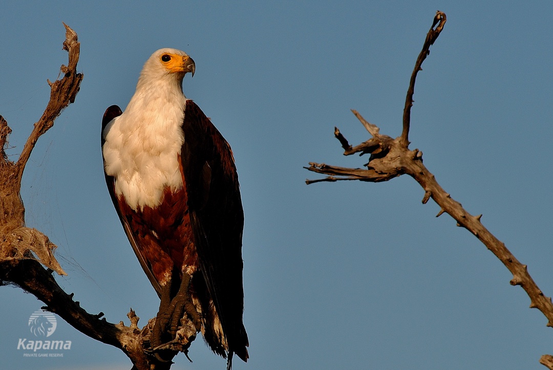 Kapama fish eagle