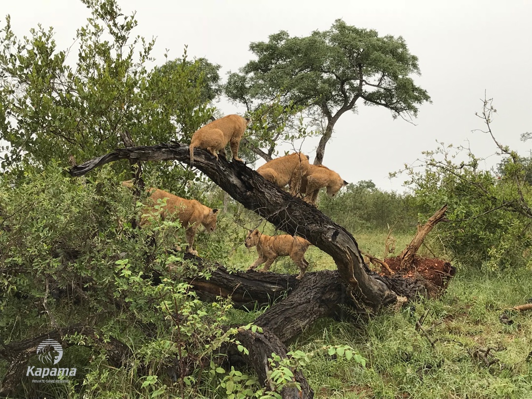 Kapama lions