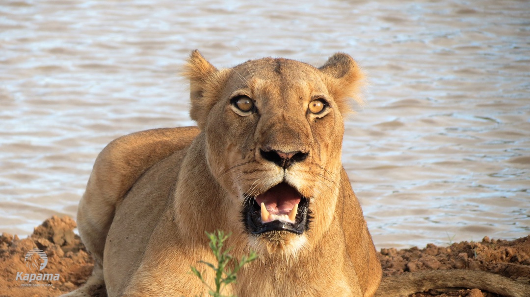 Kapama lion