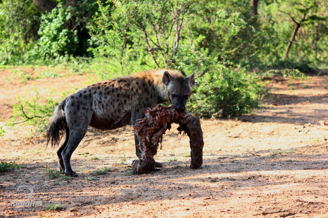 Kapama Hyena