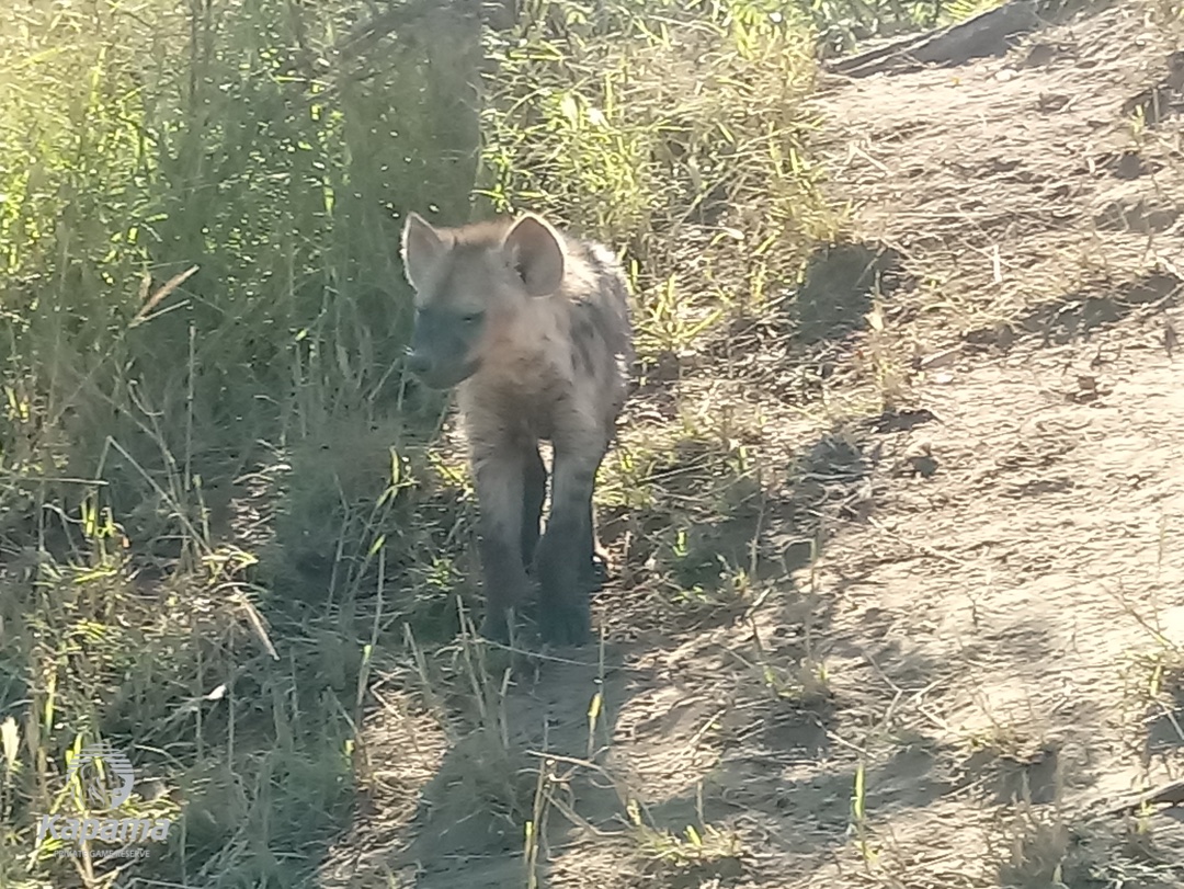 baby hyena