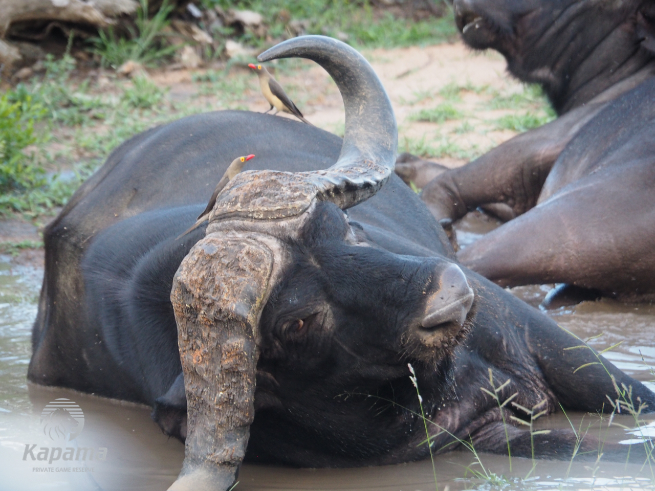 Kapama buffalo wallowing