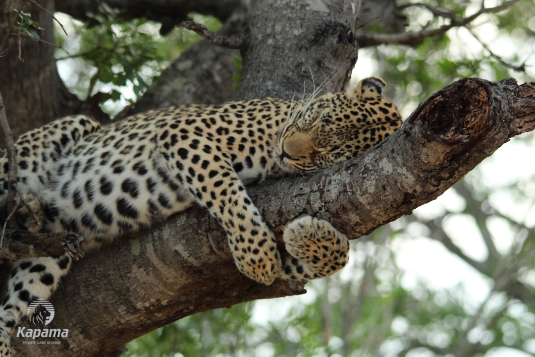 Kapama leopard
