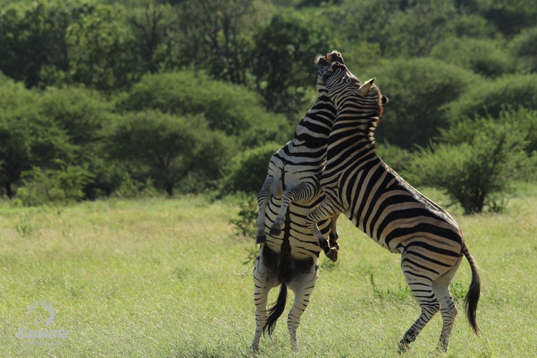 zebra fighting