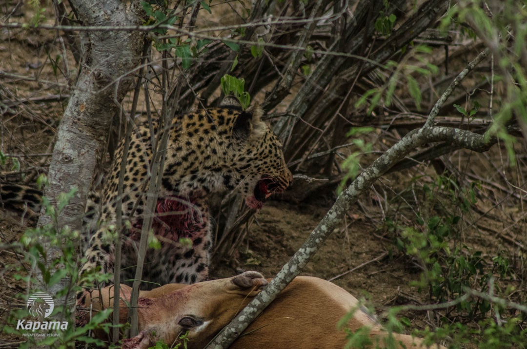 Leopard kill Kapama 1