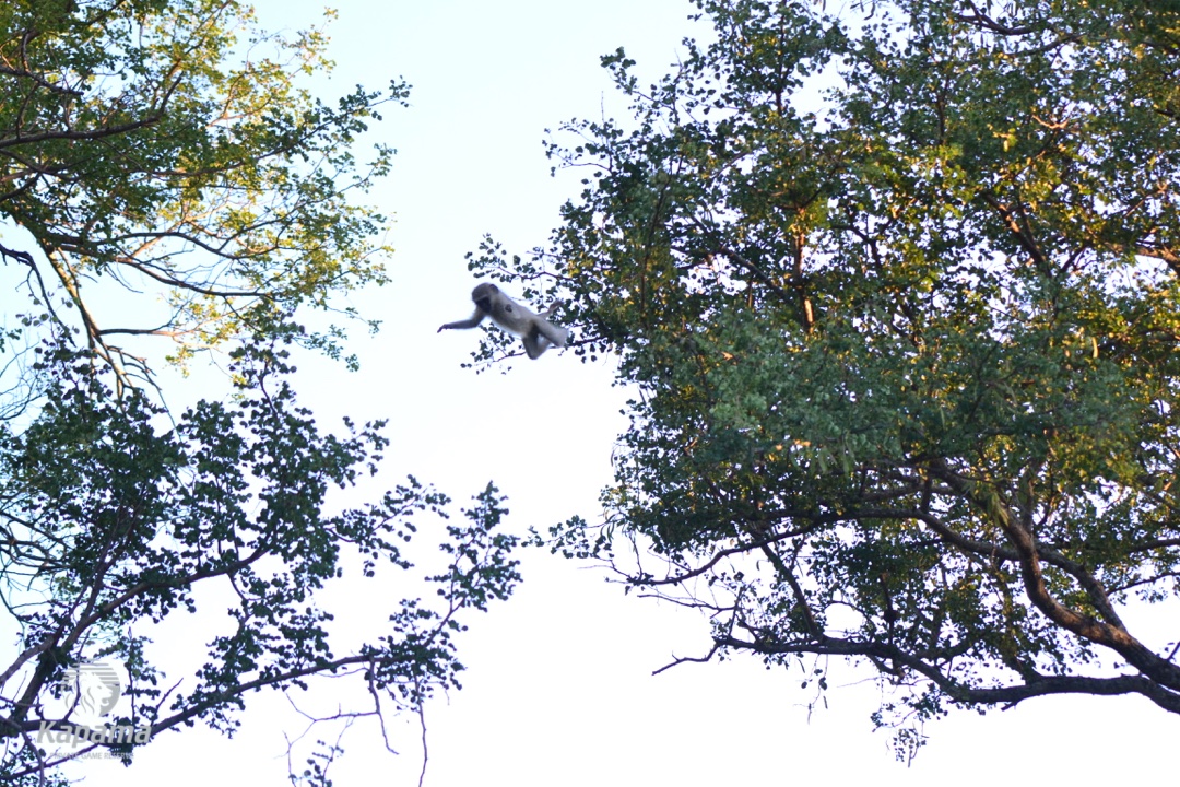 Vervet monkey 4 Kapama