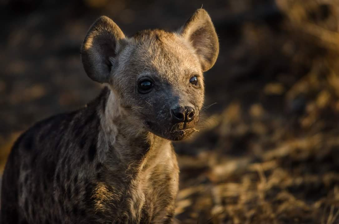 kapama hyena cub den