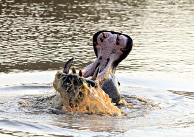 Kapama Hippo