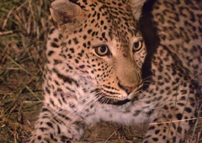 kapama Leopard