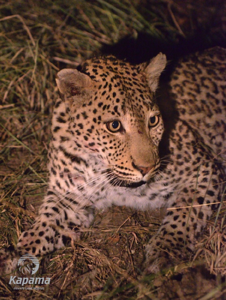 kapama Leopard