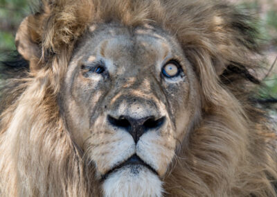 Male lion