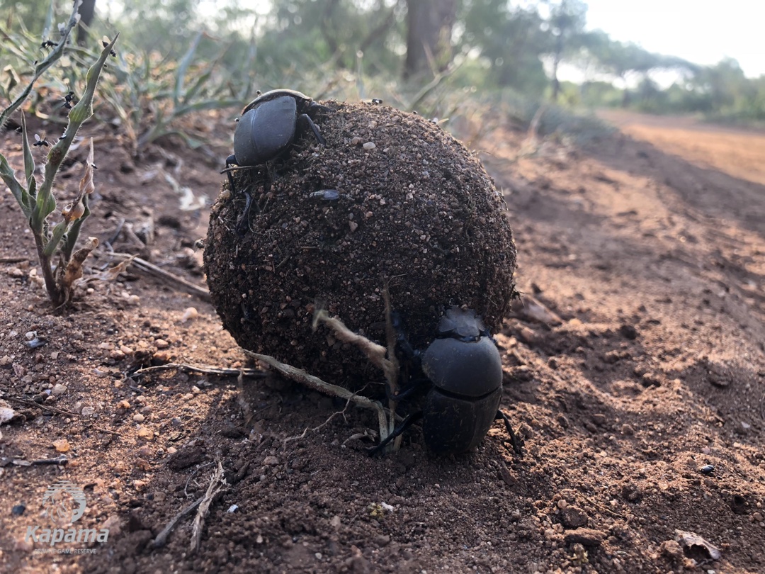 dung beetle2