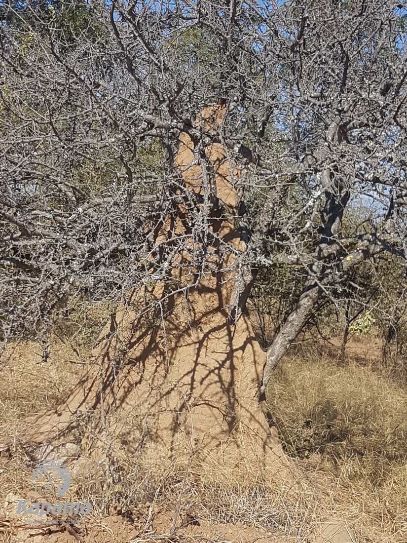 Kapama termite mound