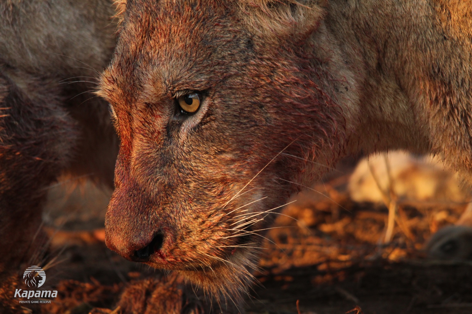 Kapama Lion Kill