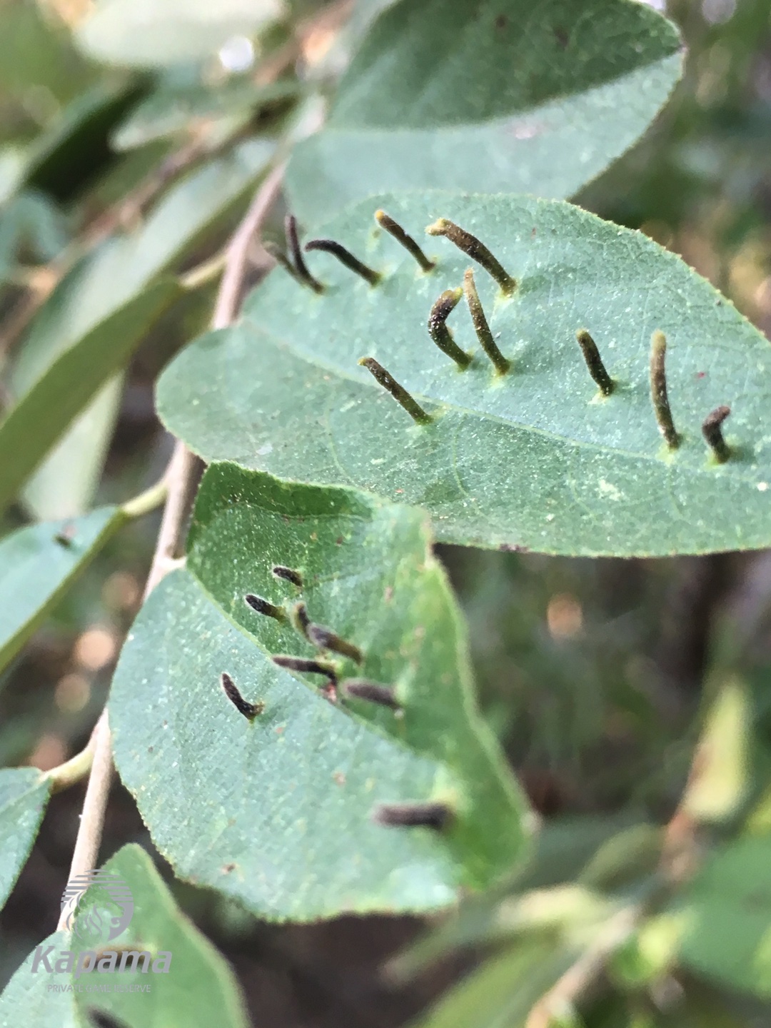 gall midge kapama