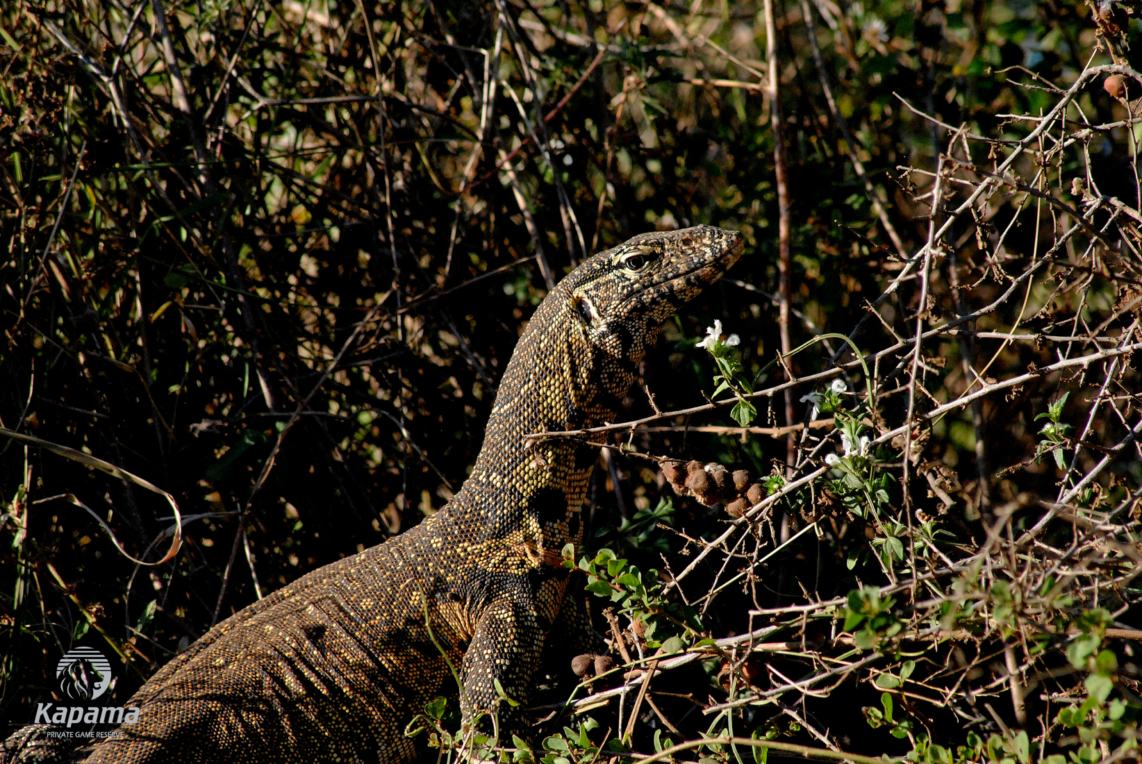 Kapama Water Monitor