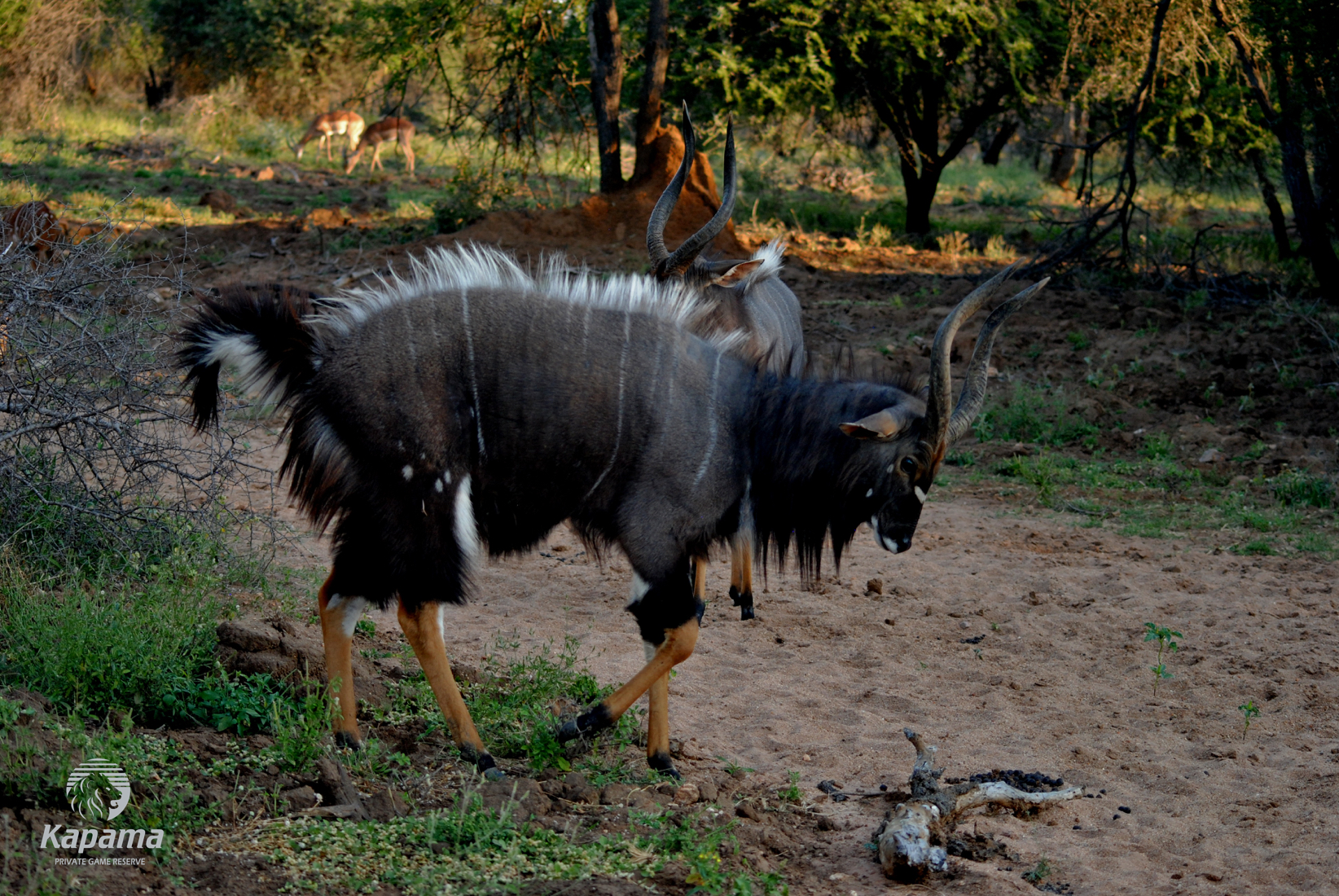Kapama Nyala Male