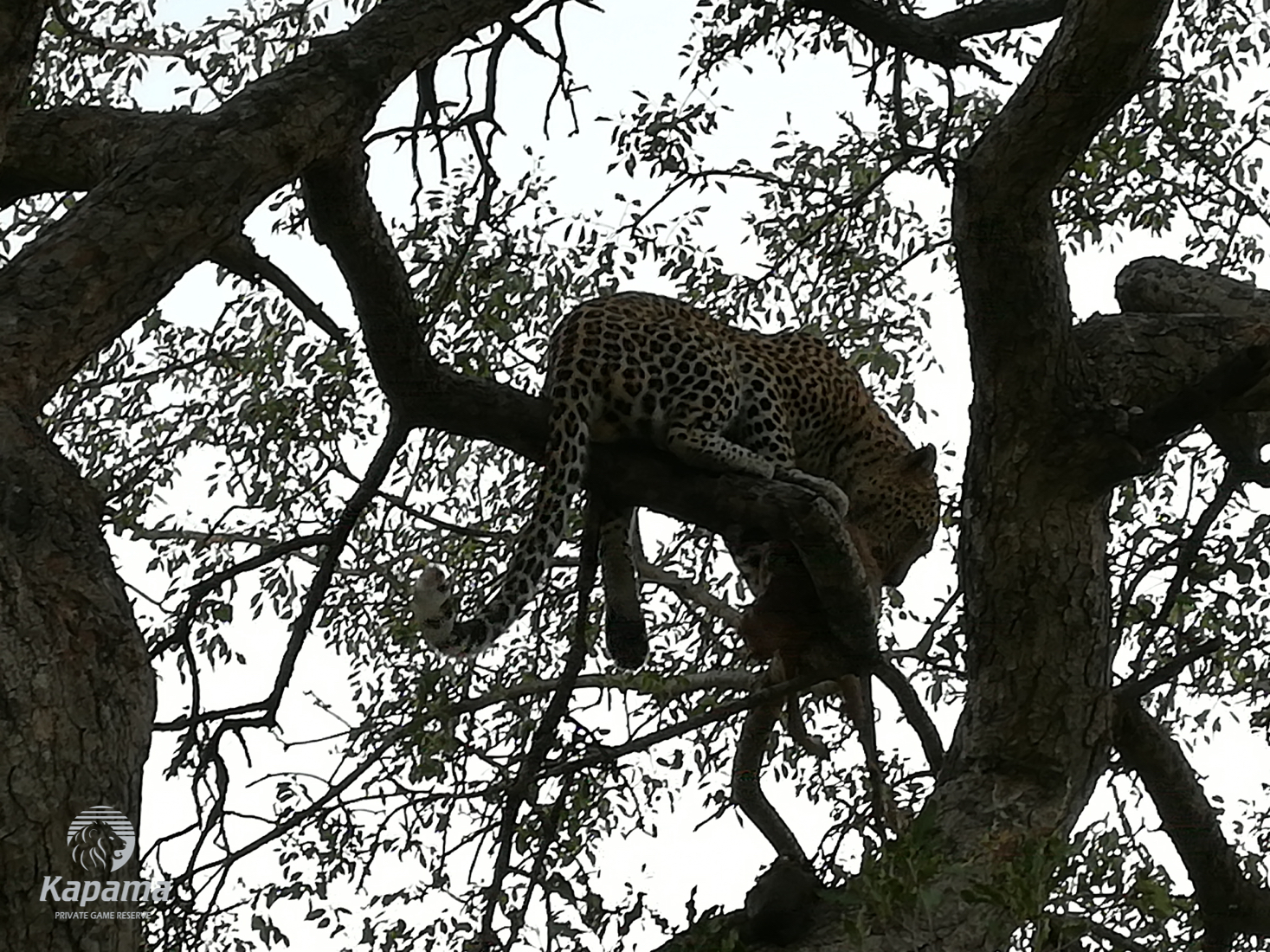 Kapama Leopard