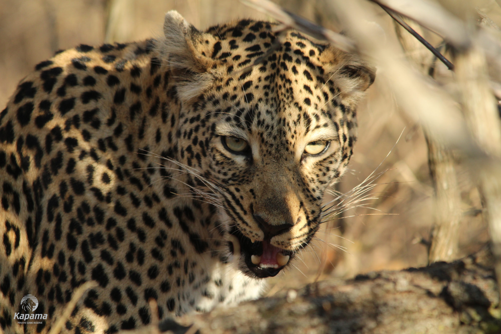 Kapama leopard eating
