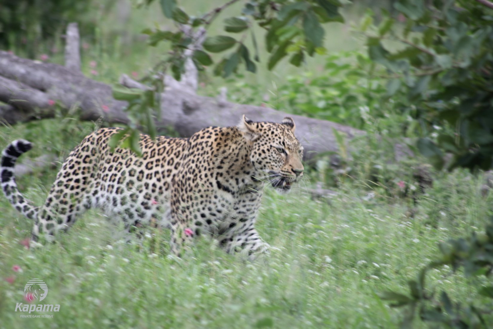 Kapama Leopard daytime