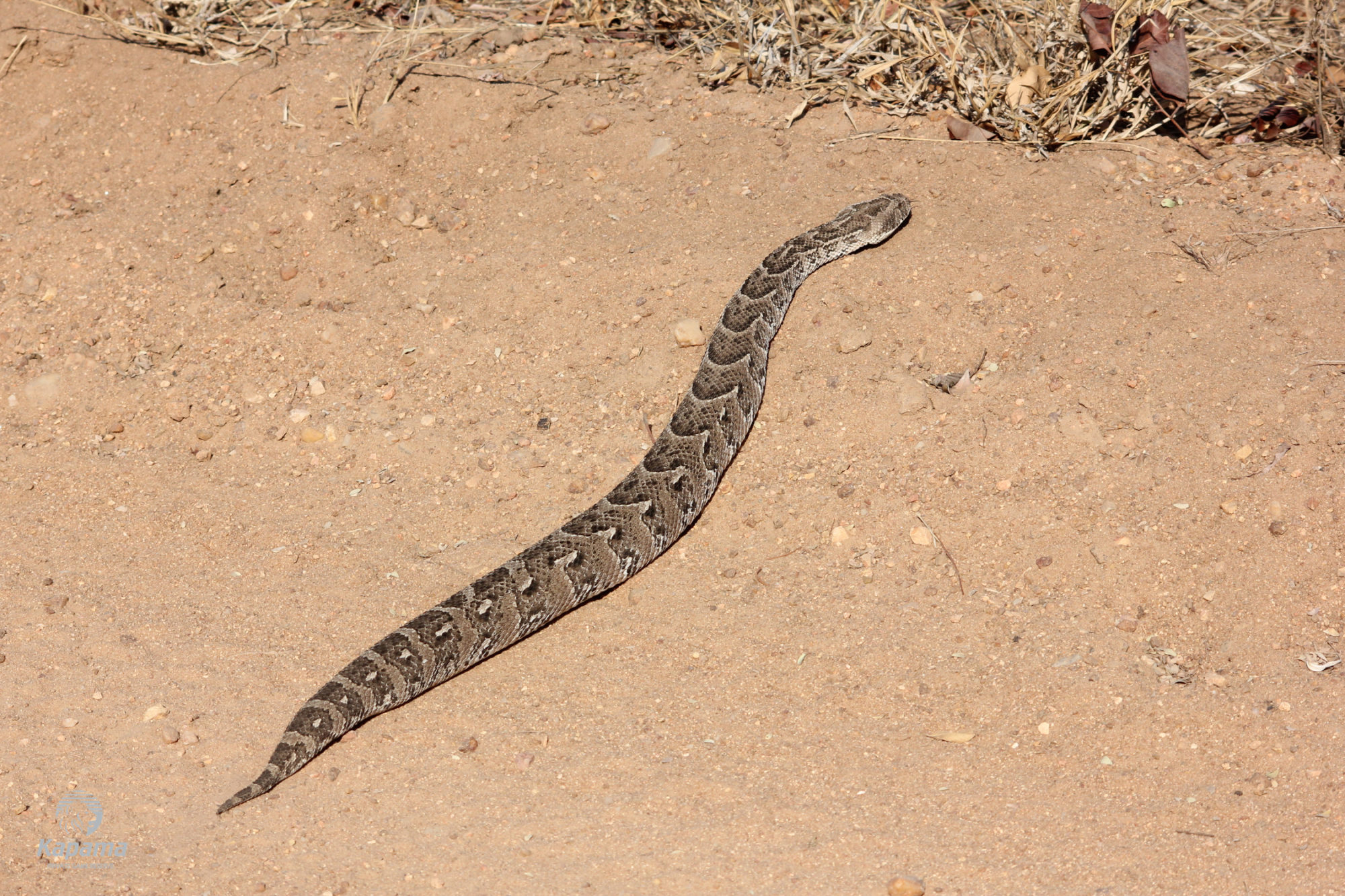 Kapama Puff Adder Snake