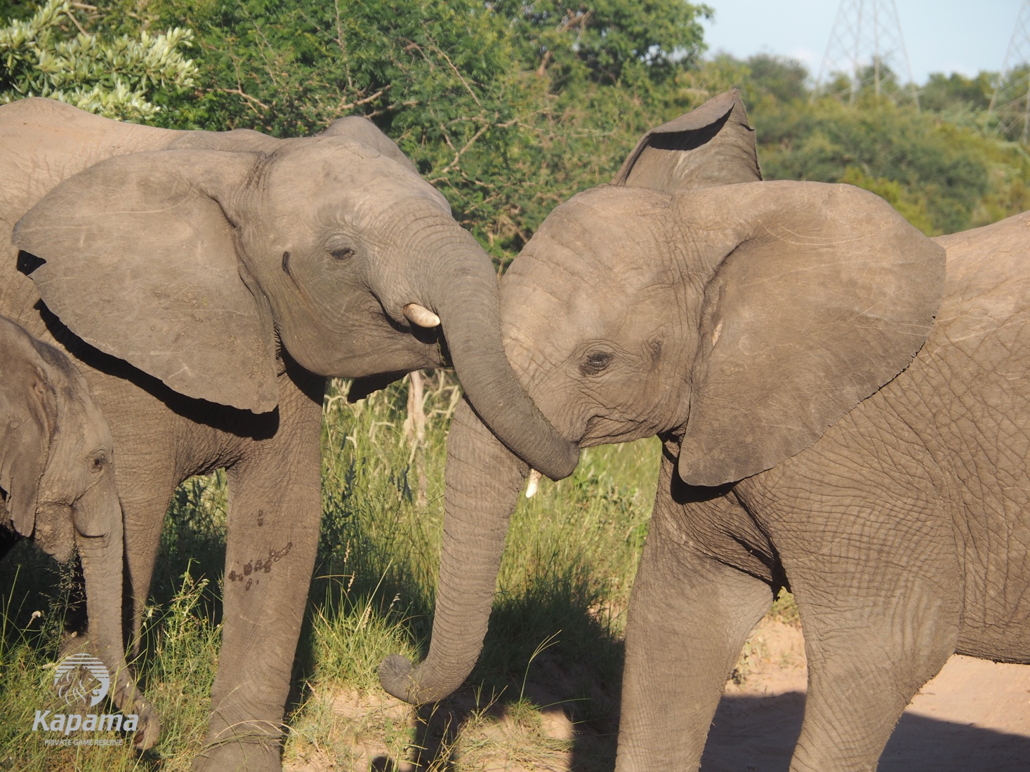 Kapama Elephant