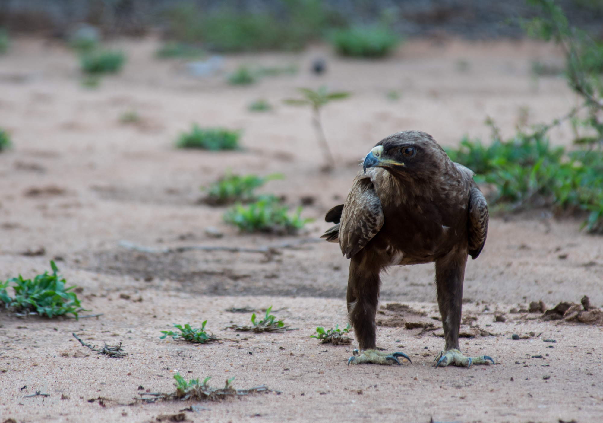 Kapama Wahlberg Eagle