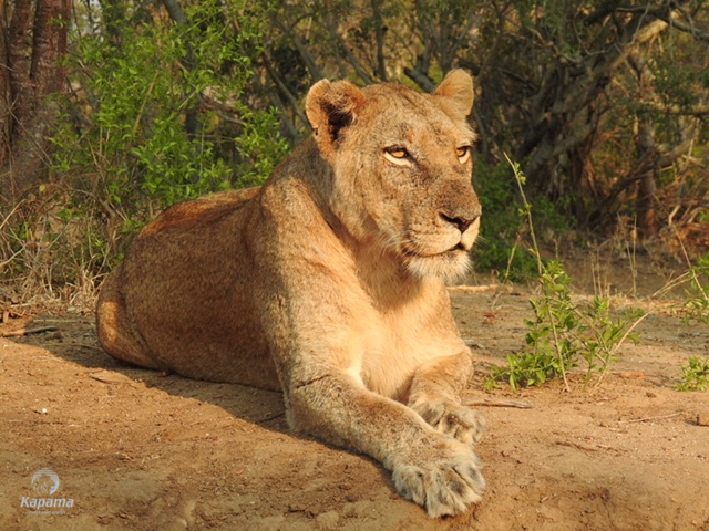 Kapama lioness