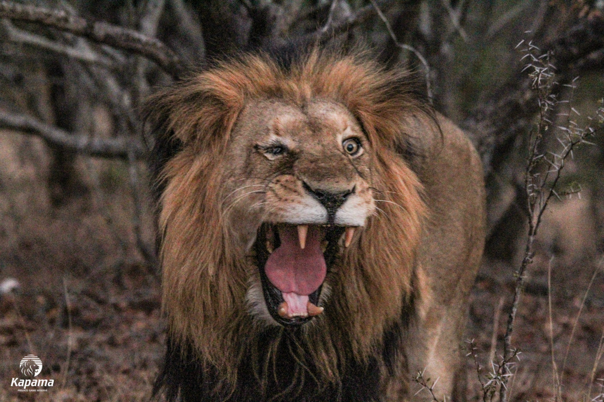 Kapama one-eyed male lion