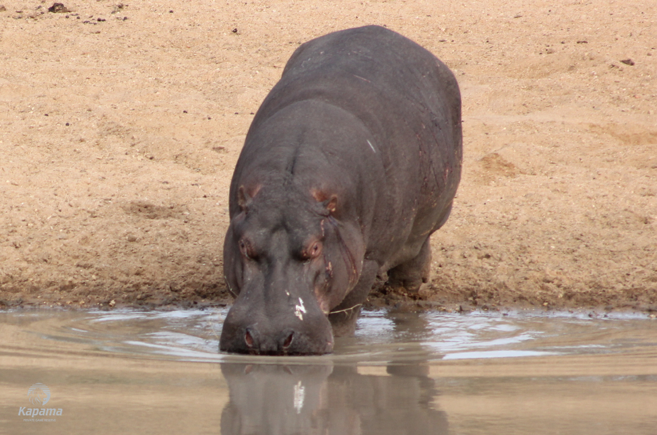 Kapama Hippo Male