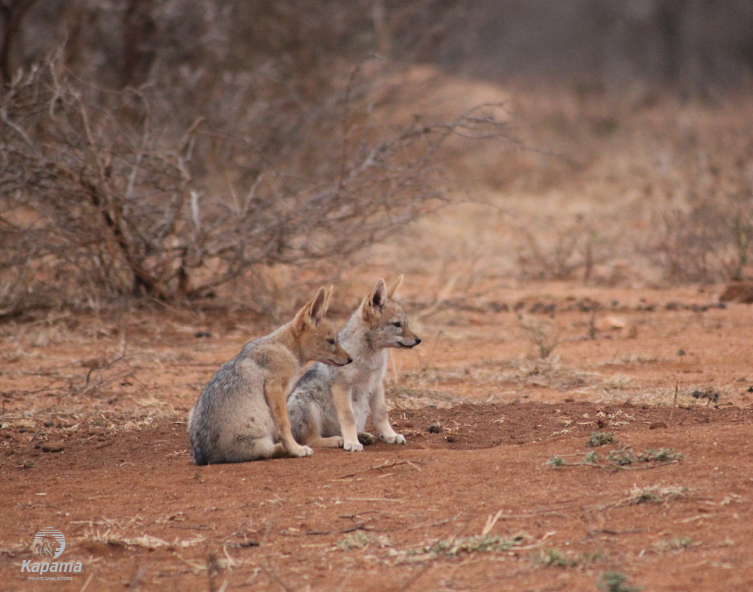 Kapama Black Backed Jackal