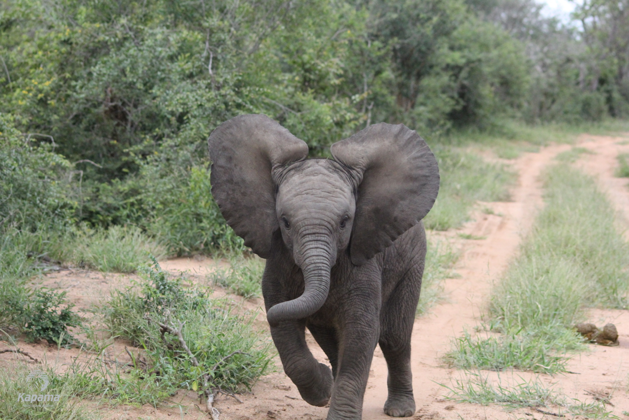 Kapama Baby elephant