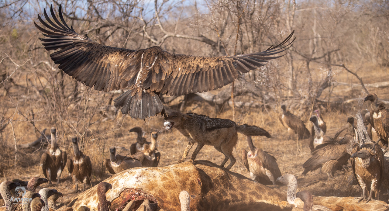 Kapama Jackal vs Vulture