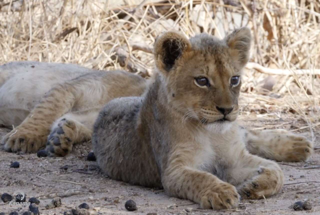 Kapama lion cub