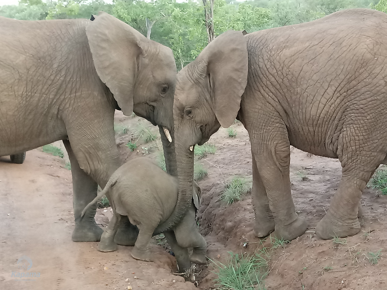 Kapama Game Reserve Elephant