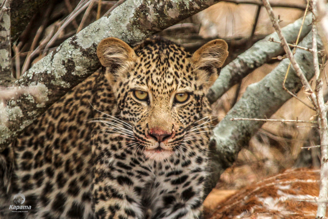 Kapama Leopard Cub feeding