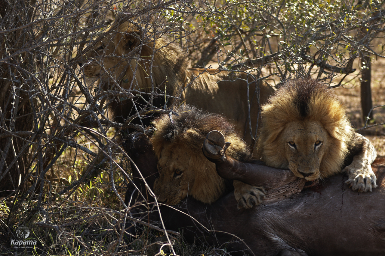 Kapama Male Lions kill buffalo