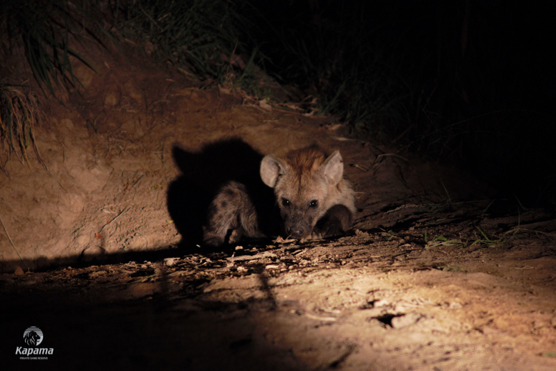 Kapama Hyena
