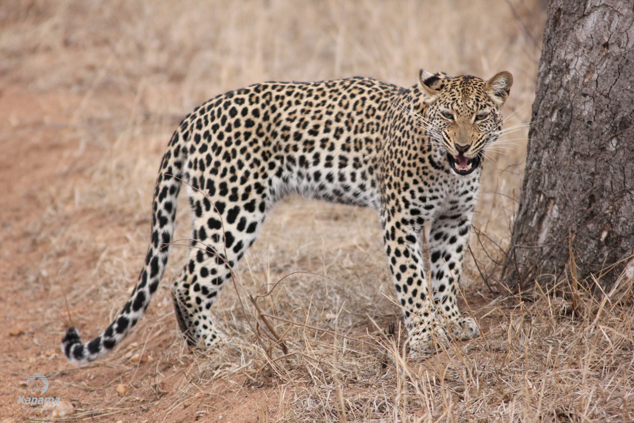 Kapama Leopard female