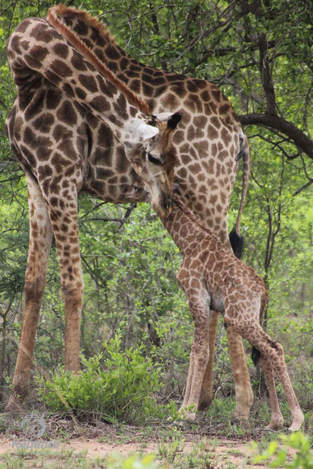 Kapama giraffe calf