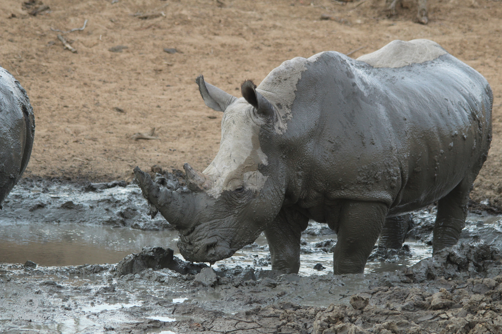 Kapama Rhino mud wallow