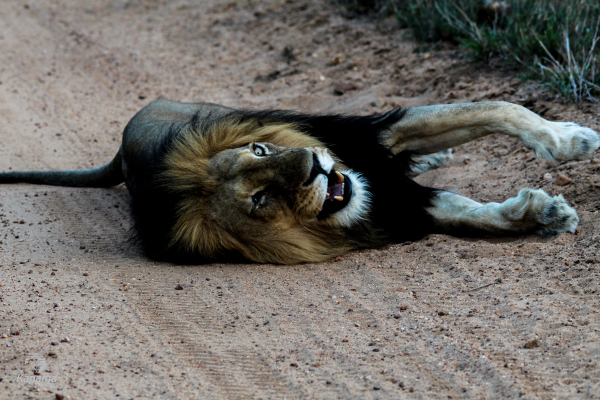 Kapama iconic one-eyed male lion