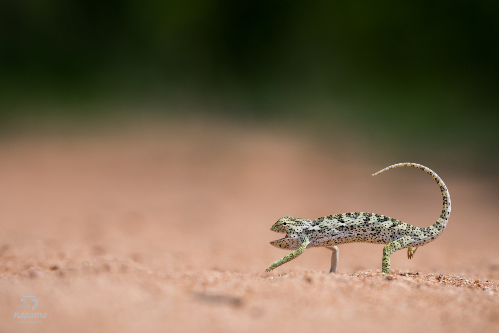 Kapama chameleon