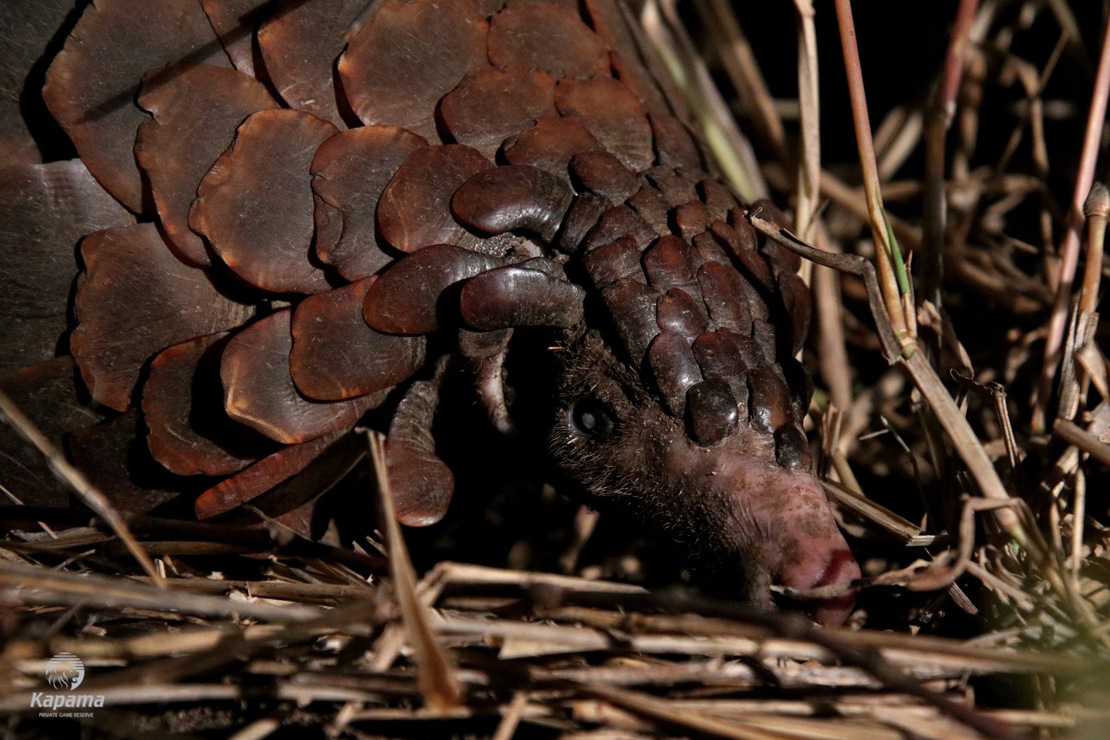 Kapama Reserve Pangolin