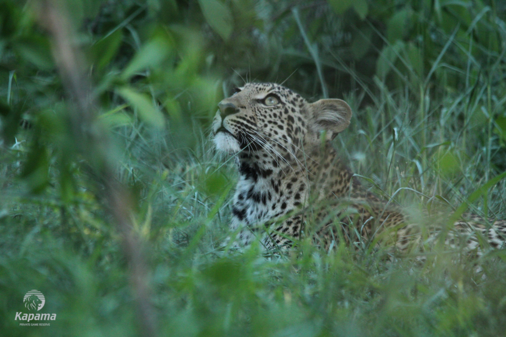 Kapama Reserve female leopard looking at bird flying above
